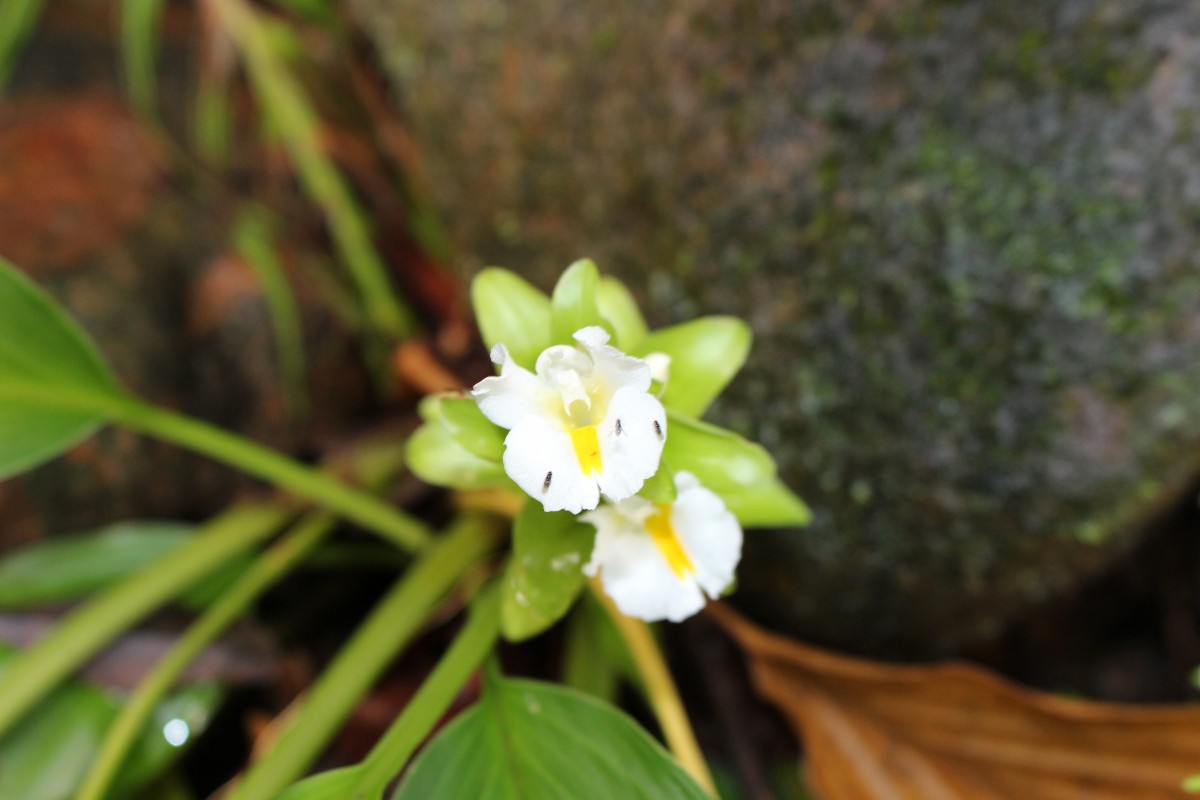 Curcuma albiflora Thwaites